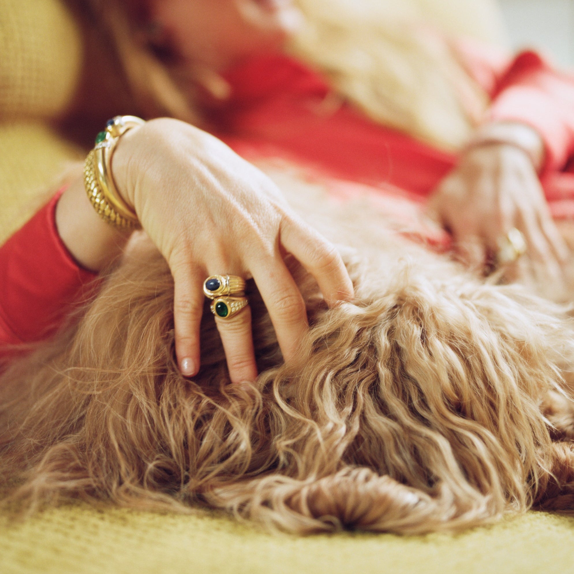 Woman's hand wearing gold gemstone rings and bracelets petting a shaggy dog while lounging on a couch